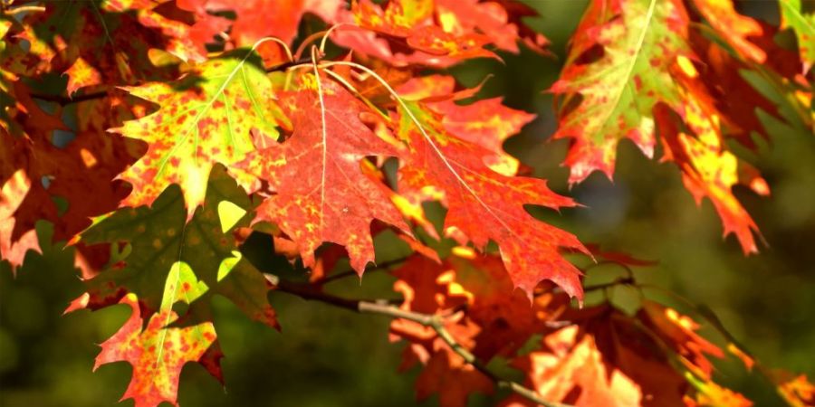 Red Leaves - resized