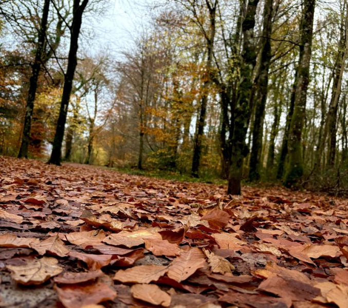 brown red leaves in hazelwood resized