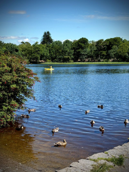 ducks_on_slipway.jpg ( WTS - Ducks on slipw) ducks on slipway