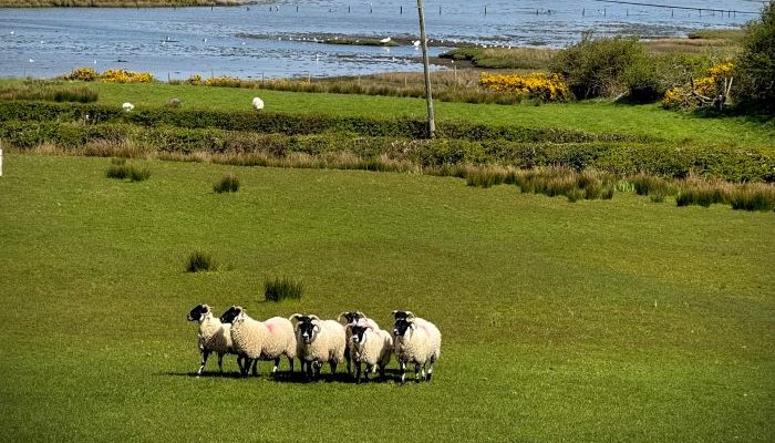 Atlantic Sheepdogs 